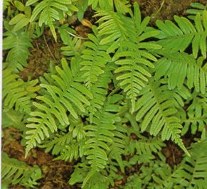 POLIPODIUM (polypodiumvulgare) - HIPERnatural.COM