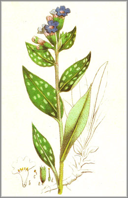 PULMONARIA () - HIPERnatural.COM