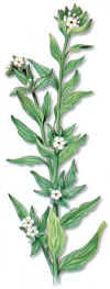 QUEBRANTAHOCES (mijodesollithospermumerythorryzon) - HIPERnatural.COM