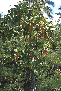 QUINAROJA (cinchonasuccirubra) - HIPERnatural.COM
