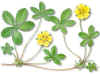 RAZNEGRA (cincoenramapotentillareptans) - HIPERnatural.COM