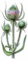 RASPASAYO (cardenchadipsacusfullonum) - HIPERnatural.COM