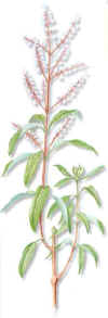 REINALUISA (hierbaluisalippiatriphyllakuntze) - HIPERnatural.COM