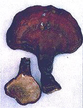 REISHI (ganodermalucidum) - HIPERnatural.COM