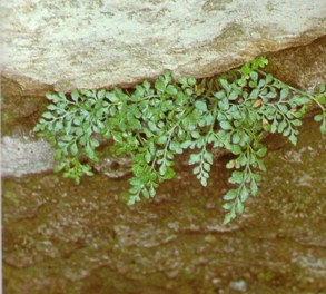 RUTAMURARIA (rutamuraria) - HIPERnatural.COM