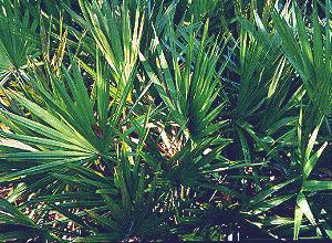 SABAL () - HIPERnatural.COM