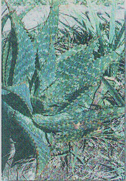 ALOESABILA (aloevera,aloebarbadensis) - HIPERnatural.COM