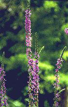 SALICARIA () - HIPERnatural.COM