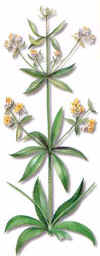 SANGRALENGUA (rubiarubiatinctorum) - HIPERnatural.COM