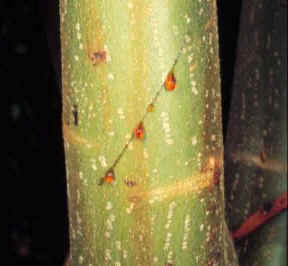 SANGREDRAGO (crotonlechleri) - HIPERnatural.COM