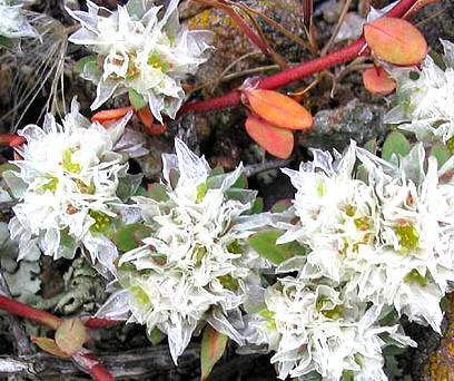 SANGUINARIA () - HIPERnatural.COM