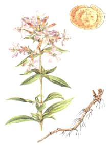 SAPONARIA () - HIPERnatural.COM