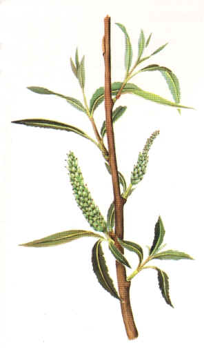 SAUCEBLANCO (SALIXALBAL.) - HIPERnatural.COM
