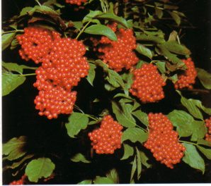 SAUCOROJO (sambucusracemosa) - HIPERnatural.COM