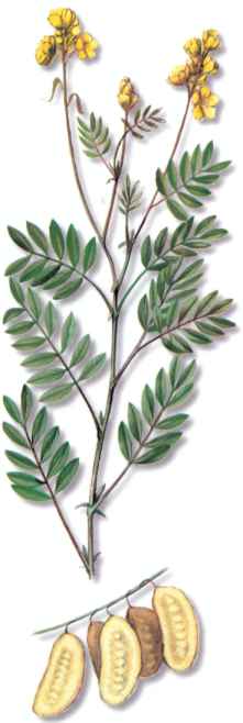 SENDEALEJANDRIA (cassiaacutifolia) - HIPERnatural.COM