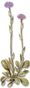 SENFALSO (globulariamayorglobulariavulgaris) - HIPERnatural.COM