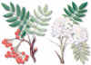 ServalSYLVESTER (sorbusaucuparia) - HIPERnatural.COM