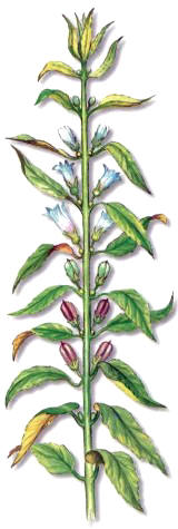 SSAMO (sesamumindicuml.) - HIPERnatural.COM