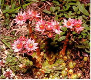 SIEMPREVIVA (sempervirumarachnoideum) - HIPERnatural.COM