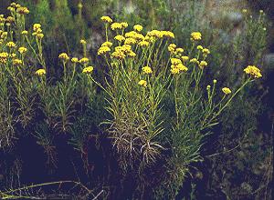SOLDEORO (helicrysumitalicum) - HIPERnatural.COM