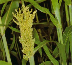 SORGO (sorghumvulgare) - HIPERnatural.COM