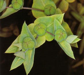 TARTAGO (euphorbialathyris) - HIPERnatural.COM