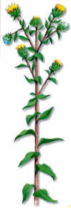 TɠDEROCA (jasoniaglutinosa) - HIPERnatural.COM