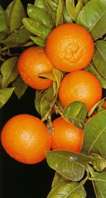 TORONJA (citrusaurantium) - HIPERnatural.COM