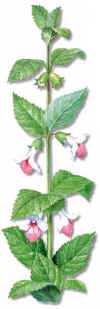 TORONJILSILVESTRE (melittismelissophyllum) - HIPERnatural.COM