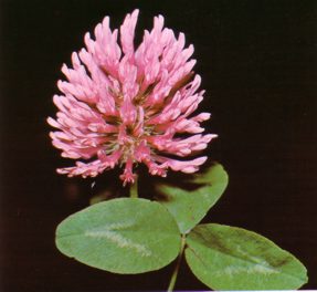 TREBOL (trifoliumarvense) - HIPERnatural.COM