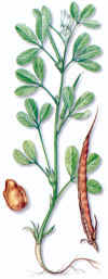TRIGONELA (alholvatrigonellafoenum-graecum) - HIPERnatural.COM