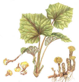 tussilage () - HIPERnatural.COM
