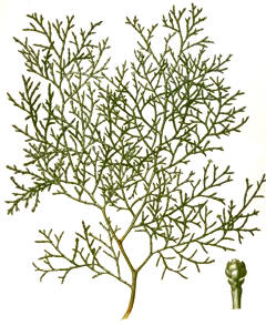 TUYAARTICULADA (tetraclinisarticulata) - HIPERnatural.COM