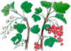 DamedeUVA (groselleroribesrubrum) - HIPERnatural.COM