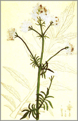 VALERIANA () - HIPERnatural.COM