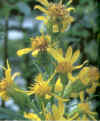 SanJosVARA (varadeorosolidagovirga-aurea) - HIPERnatural.COM