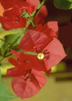 VERANERA (bougainvilleaglabra) - HIPERnatural.COM
