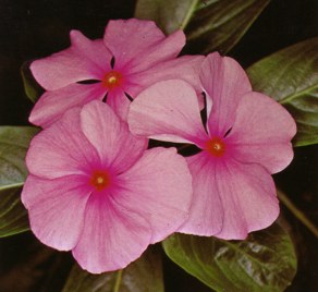 VICARIA (catharanthusroseus) - HIPERnatural.COM