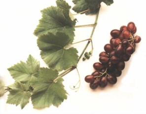 VIDUVA (vitisvinifera) - HIPERnatural.COM