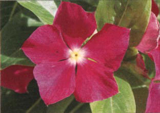 VINCAPERVINCA () - HIPERnatural.COM