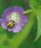 VIOLETACAMPO (anodacristata) - HIPERnatural.COM