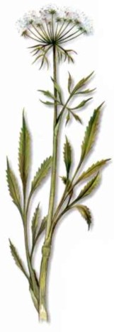 VIZNAGA () - HIPERnatural.COM