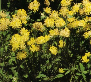 VULNERARIA () - HIPERnatural.COM