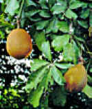 ZAPOTEAGUA (pachiraacutica) - HIPERnatural.COM