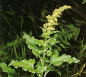 ZURRON (chenopodiumbonus-henricus) - HIPERnatural.COM